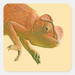 Pegatina Cuadrada Cumpleaños del Reptile Colorido