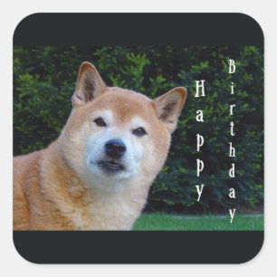 Pegatina Cuadrada cumpleaños feliz shiba inu