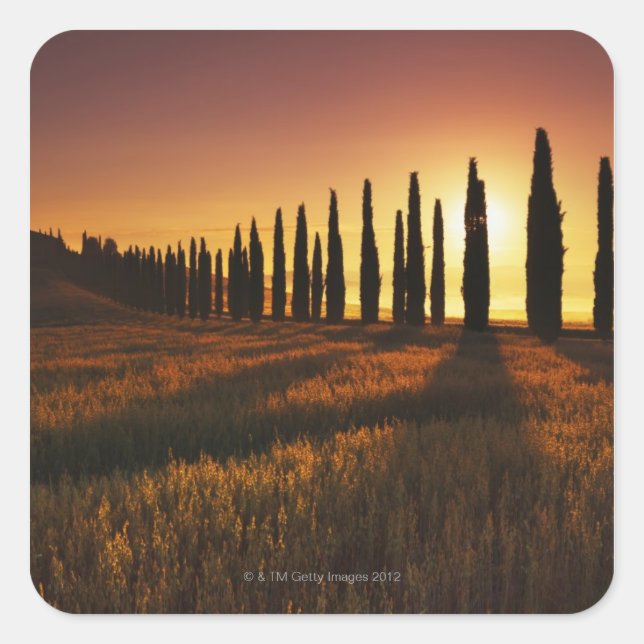 Pegatina Cuadrada (cupressus sempervirens) - Europa, Italia, (Anverso)