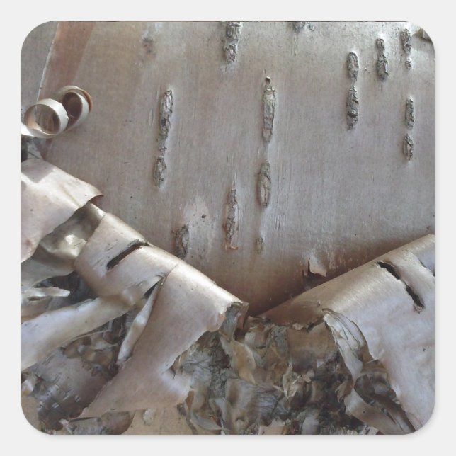 Pegatina Cuadrada Curly Birch Bark Tree Rustic (Anverso)