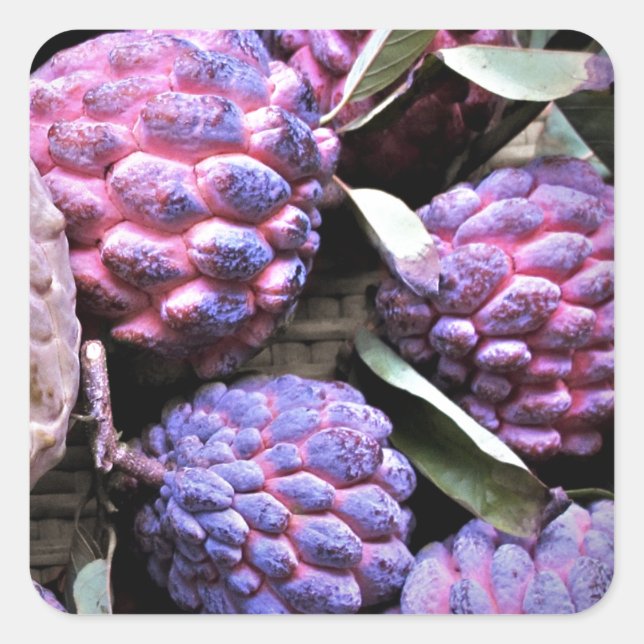 Pegatina Cuadrada Custard Apple Cherimoya (Anverso)