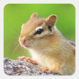 Pegatina Cuadrada Cute Chipmunk