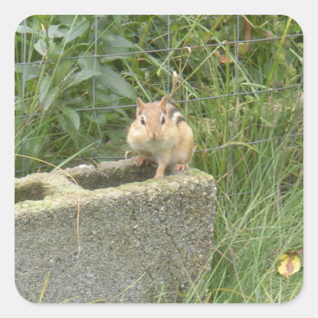 Pegatina Cuadrada Cute Chipmunk (Anverso)