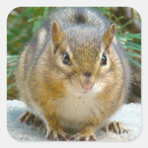 Pegatina Cuadrada Cute Chipmunk Tiene La Vista En Ti