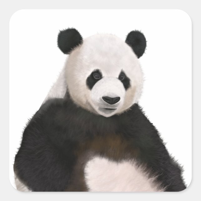 Pegatina Cuadrada Cute Fluffy Panda Bear (Anverso)
