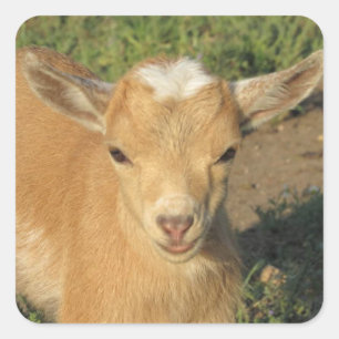Pegatina Cuadrada Cute Gold Nigerian Dwarf Dairy Goat Kid
