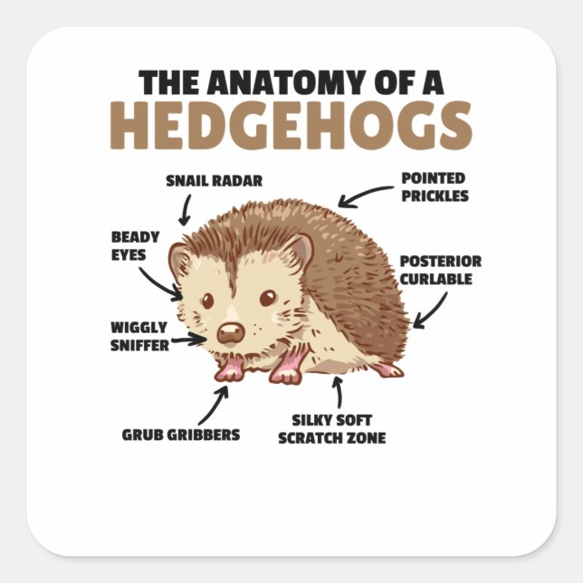 Pegatina Cuadrada Cute Hedgehog Explicación Anatomía De Un Hedgeogs (Anverso)
