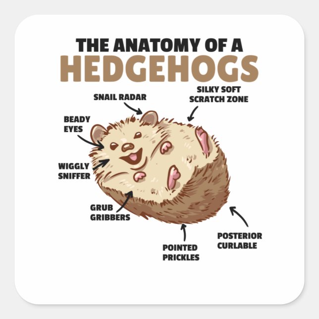 Pegatina Cuadrada Cute Hedgehog Explicación Anatomía De Un Hedgeogs (Anverso)