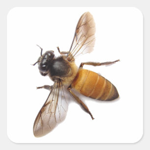 Pegatina Cuadrada Cute Honey Bee