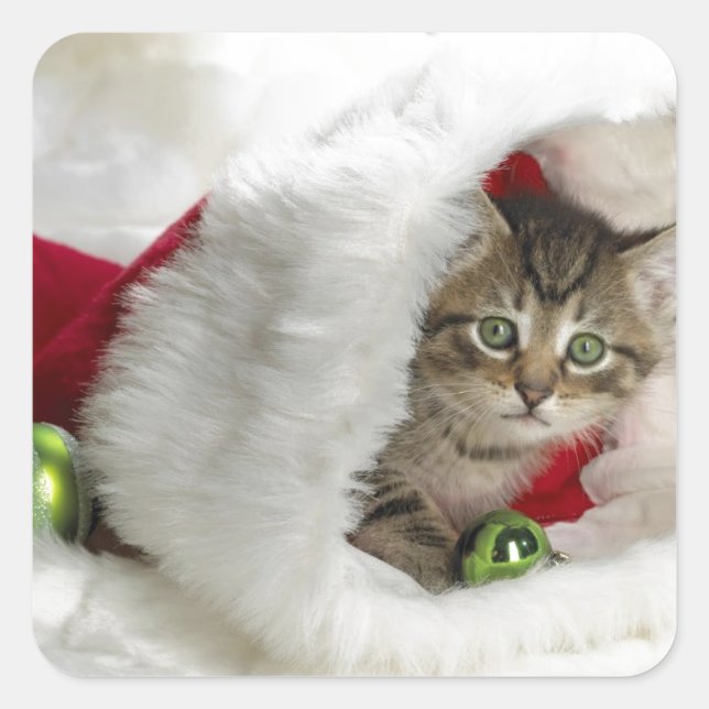 Pegatina Cuadrada Cute Kitten (Anverso)