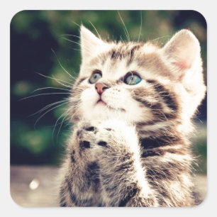 Pegatina Cuadrada Cute Kitten Prays