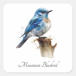 Pegatina Cuadrada Cute Little Mountain Bluebird Acuarela, personaliz