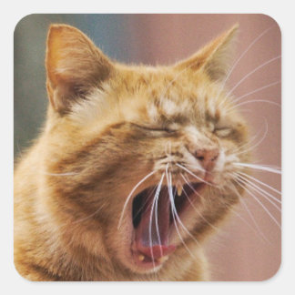 Pegatina Cuadrada Cute Orange Cat Yawning Animal Nature Wildlife