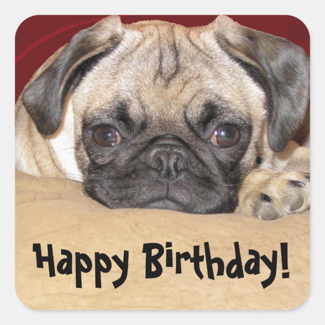 Pegatina Cuadrada Cute Pug Puppy Birday Wish (Anverso)