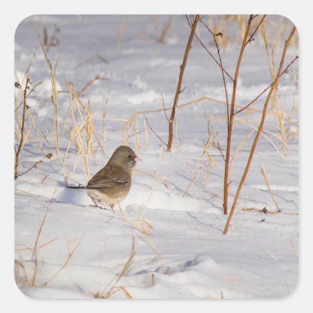 Pegatina Cuadrada Cute small bird in the snow (Anverso)