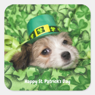 Pegatina Cuadrada Cute St. Patrick's Day Puppy