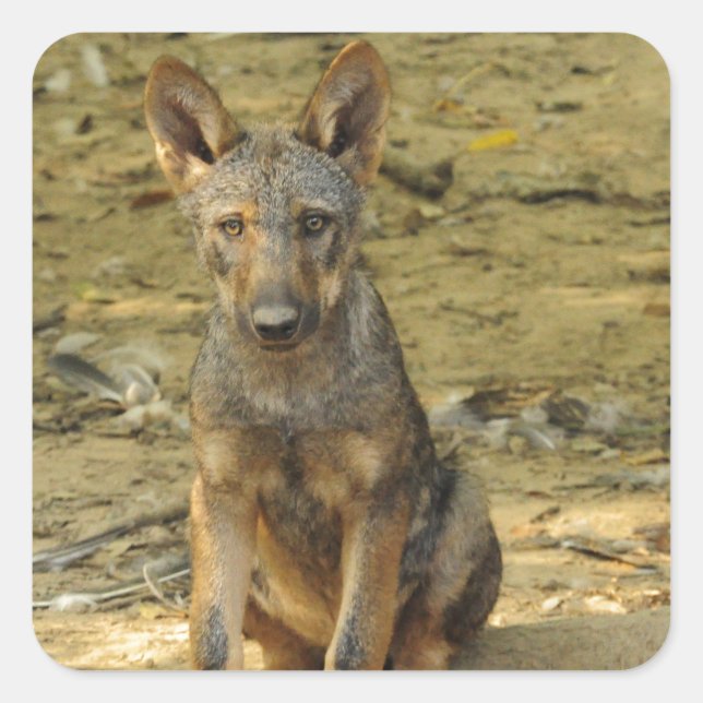 Pegatina Cuadrada Cute Wolf Cub (Anverso)