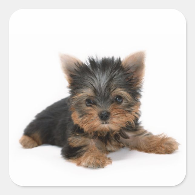 Pegatina Cuadrada Cute Yorkshire Terrier Puppy (Anverso)