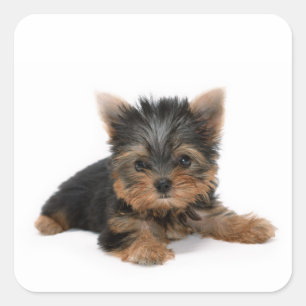 Pegatina Cuadrada Cute Yorkshire Terrier Puppy