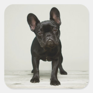 Pegatina Cuadrada Cutest French Bulldog Puppy