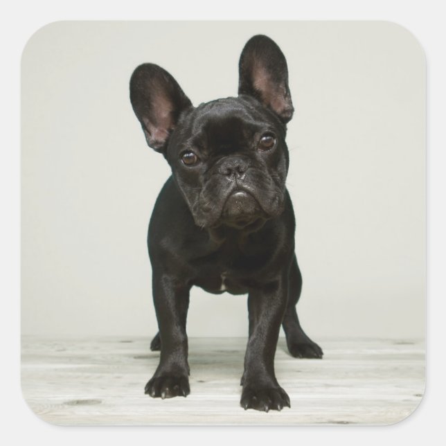 Pegatina Cuadrada Cutest French Bulldog Puppy (Anverso)