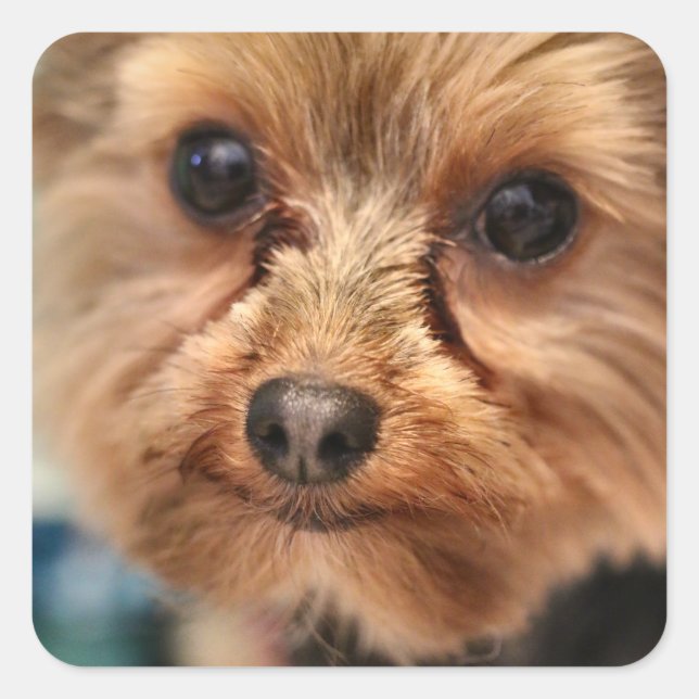 Pegatina Cuadrada Cuto (Anverso)