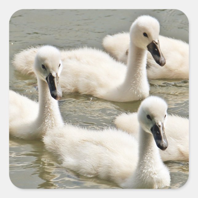 Pegatina Cuadrada Cygnets (Anverso)