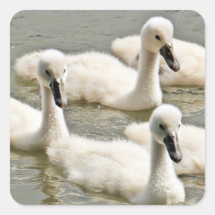 Pegatina Cuadrada Cygnets