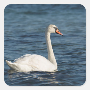 Pegatina Cuadrada Cygnus cisne blanco