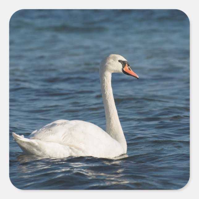 Pegatina Cuadrada Cygnus cisne blanco (Anverso)