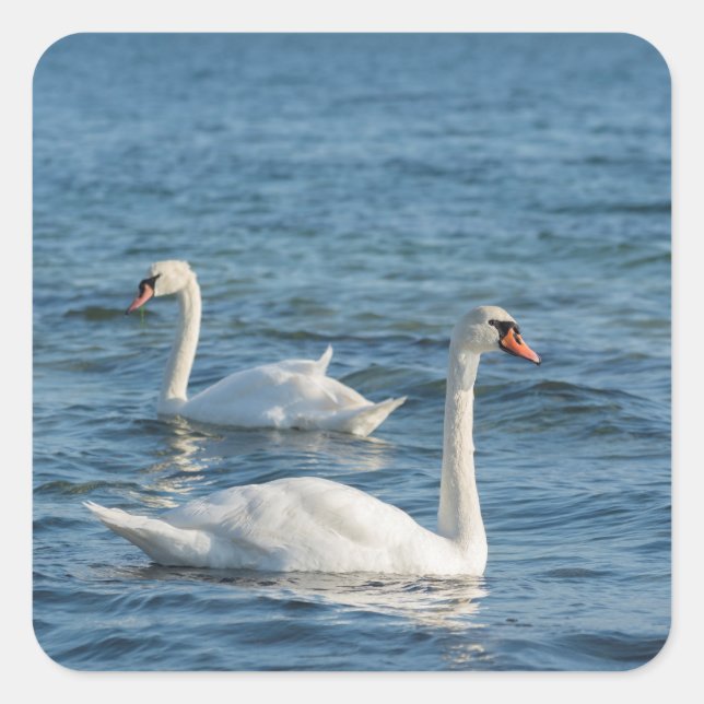 Pegatina Cuadrada Cygnus cisne blanco (Anverso)