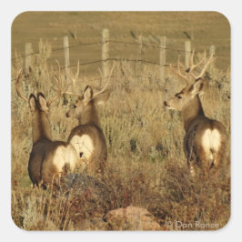 Pegatina Cuadrada D30 Mule Deer Bucks
