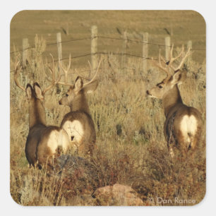 Pegatina Cuadrada D30 Mule Deer Bucks