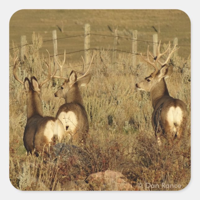 Pegatina Cuadrada D30 Mule Deer Bucks (Anverso)