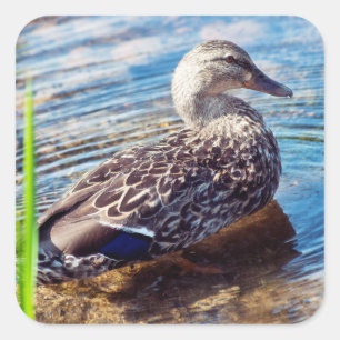 Pegatina Cuadrada Dabbling Ripples