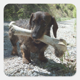 Pegatina Cuadrada Dachshund