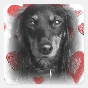 Pegatina Cuadrada Dachshund con corazones rojos