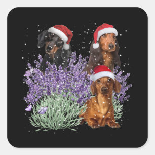Pegatina Cuadrada Dachshund Lavender Navidades De Flor Regalo Por El