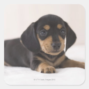 Pegatina Cuadrada Dachshund miniatura