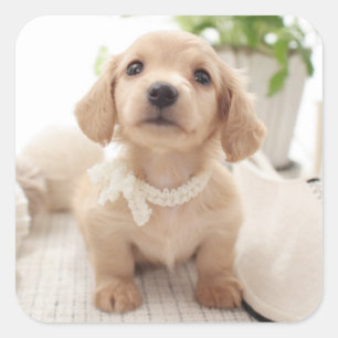 Pegatina Cuadrada Dachshund miniatura