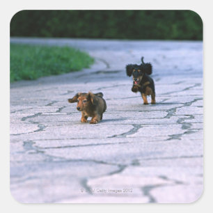 Pegatina Cuadrada Dachshund miniatura 3