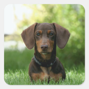 Pegatina Cuadrada Dachshund Puppy