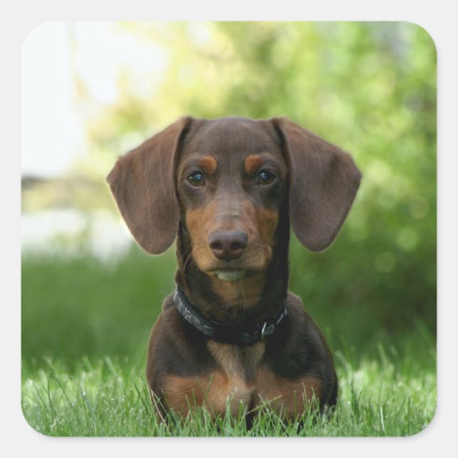 Pegatina Cuadrada Dachshund Puppy (Anverso)