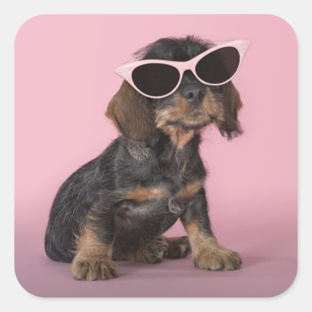 Pegatina Cuadrada Dachshund Puppy Usando Gafas De Sol (Anverso)