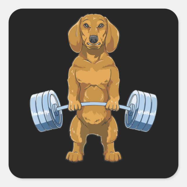 Pegatina Cuadrada Dachshund Weightlifting Deadlift Fitness Gym (Anverso)