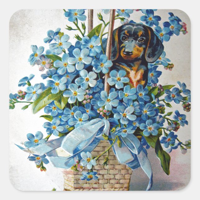 Pegatina Cuadrada Dachshund y Forget-Me-Nots (Anverso)