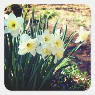 Pegatina Cuadrada Daffodils De Brook Floral