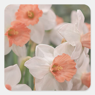 Pegatina Cuadrada Daffodils Peach