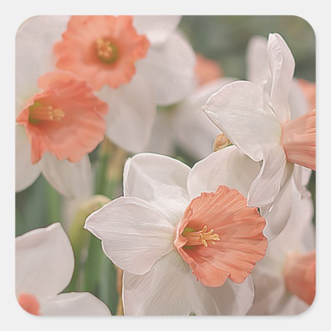 Pegatina Cuadrada Daffodils Peach (Anverso)