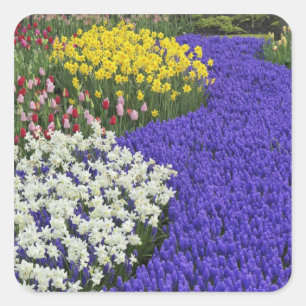 Pegatina Cuadrada Daffodils y Hyacinth de uva, Keukenhof 2